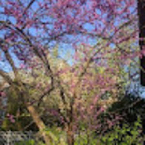 Meet your Posher, Lorelei